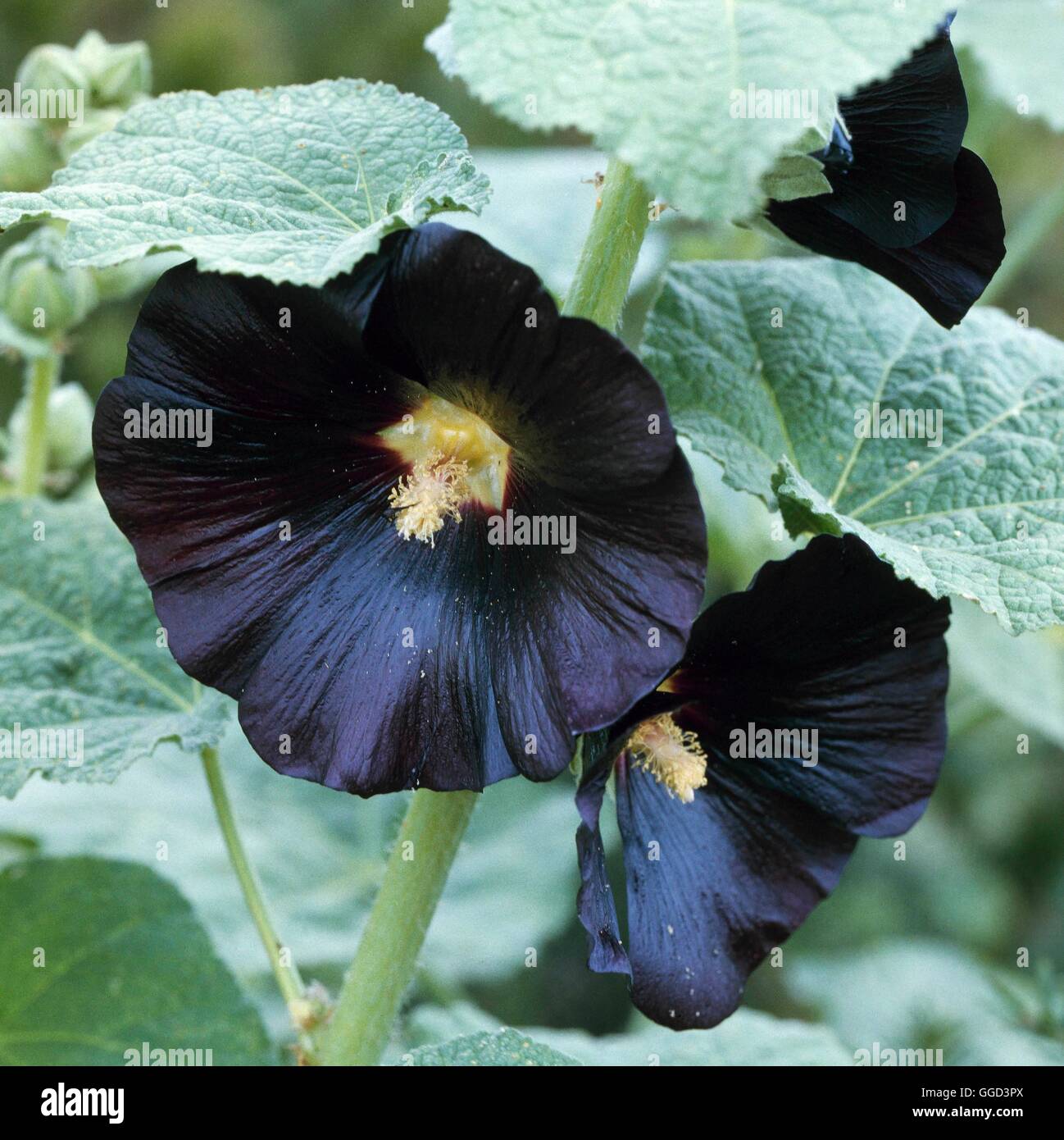 Hollyhock - (Alcea rosea `Nigra')   ANN064968 Stock Photo